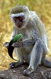 Monkey , Tarangire National Park, Tanzania, Africa